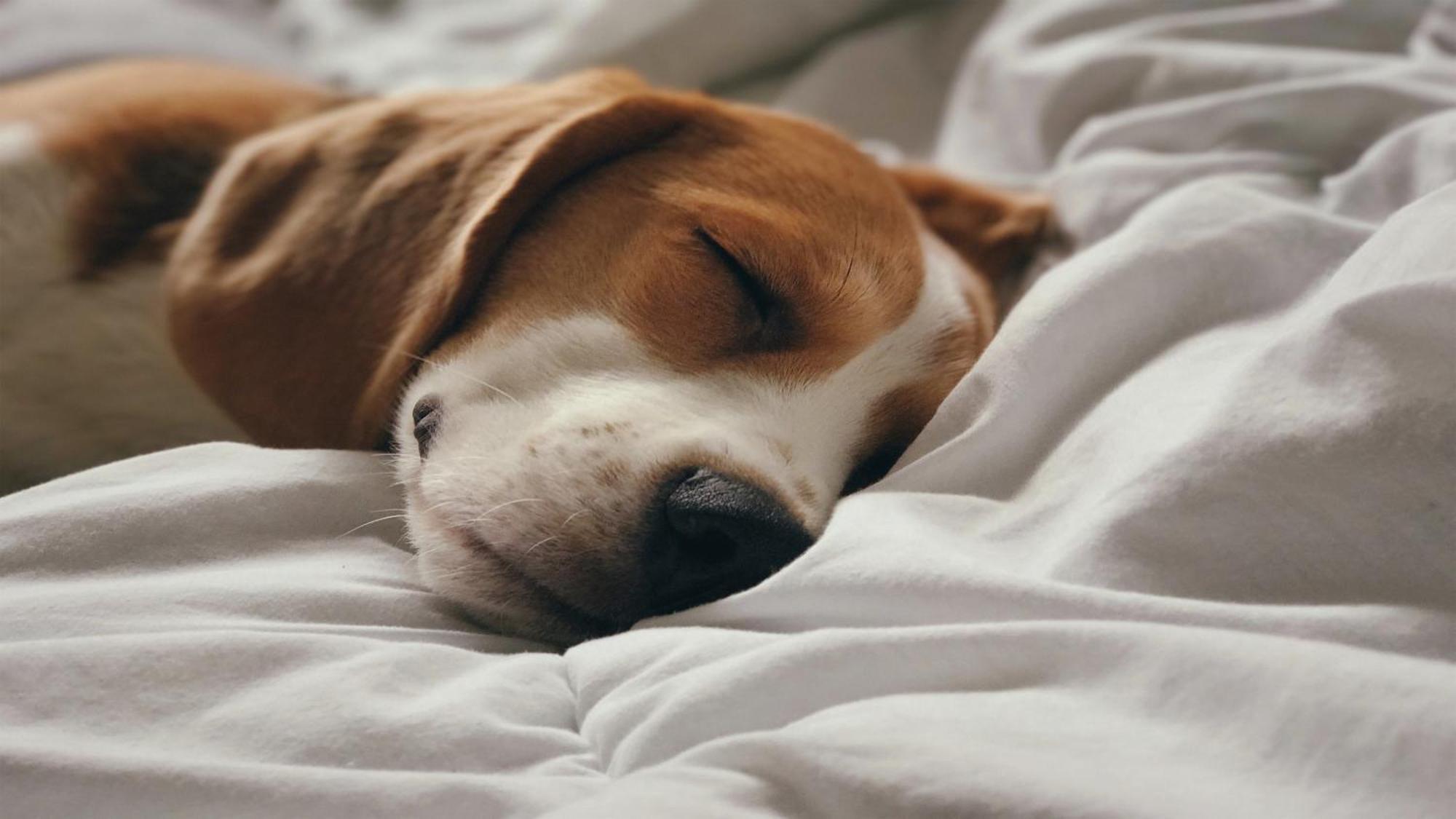 Holiday Inn Santo Domingo By Ihg Экстерьер фото A dog sleeping